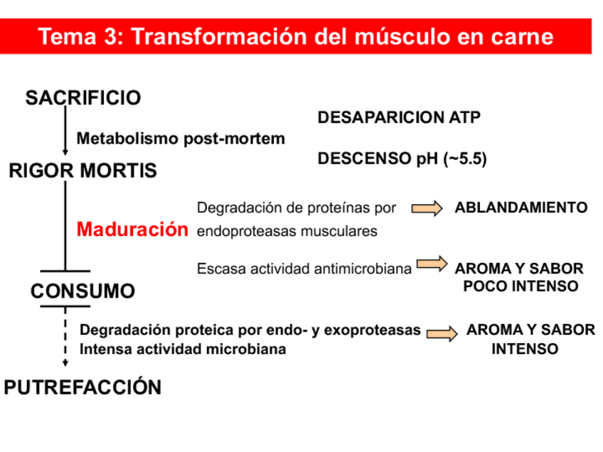 Miniatura del documento Tema-3.-Transformacion-musculo-en-carne.pdf