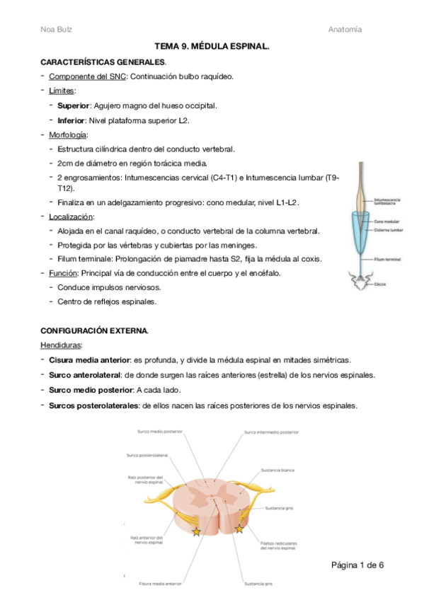 Miniatura del documento Apuntes-Antomia-UT9-Medula-Espinal.pdf.pdf