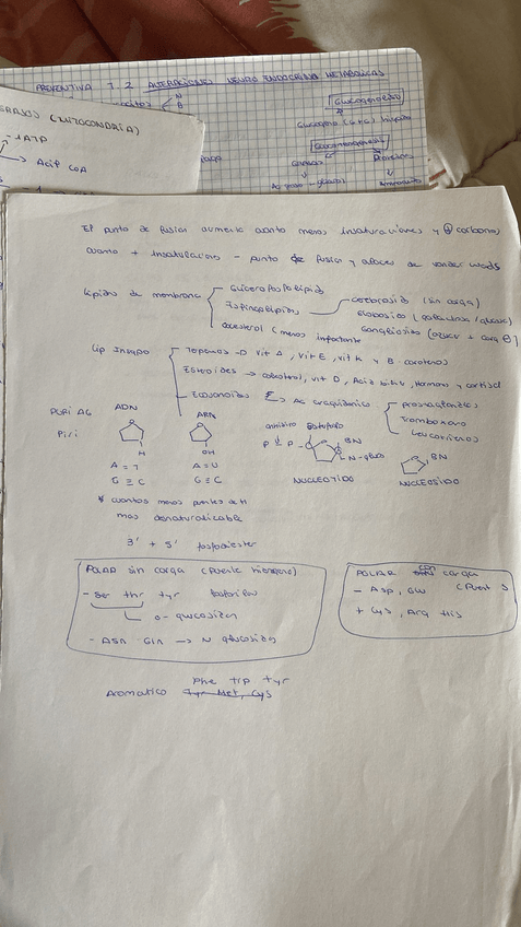 Miniatura del documento PHOTO-2024-10-02-12-37-01.jpg