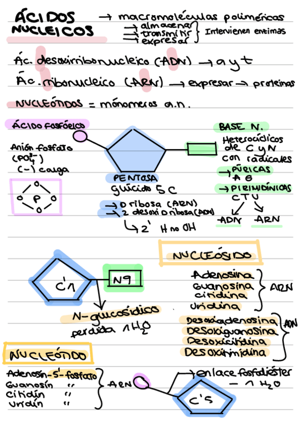 Miniatura del documento Tema-2-Acidos-nucleicos-y-enzimas-asociadas.pdf