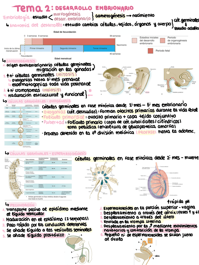Miniatura del documento Anatomia-tema-2.pdf