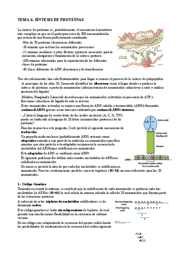Miniatura del documento T6. Síntesis de proteinas.pdf