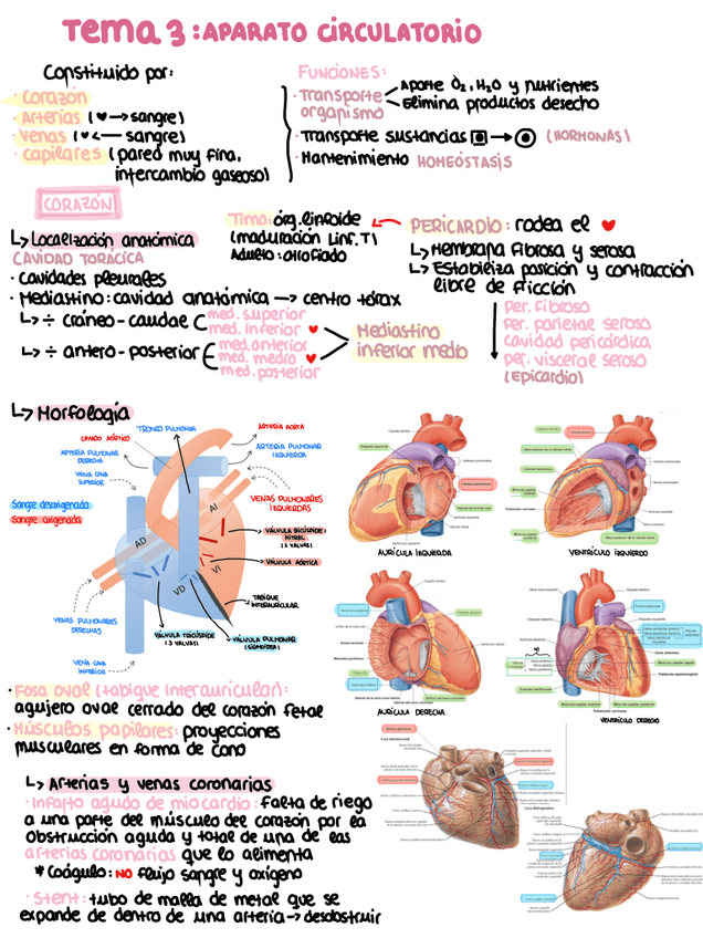 Miniatura del documento Anatomia-tema-3.pdf