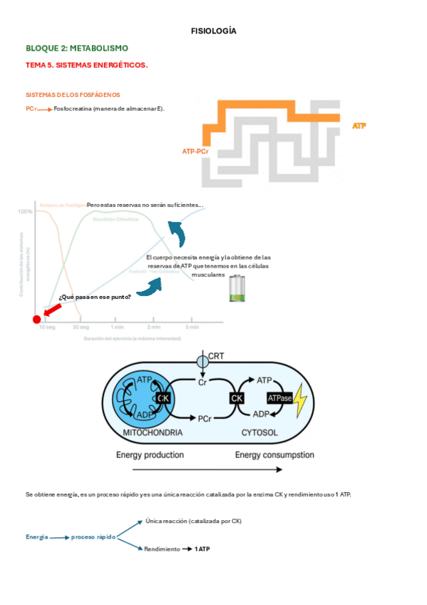 Miniatura del documento TEMA-5.2-FISIOLOGIA.pdf