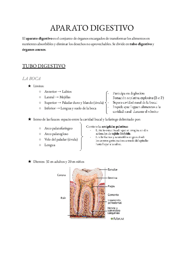 Miniatura del documento TEMA-3.1-Tubo-digestivo.pdf