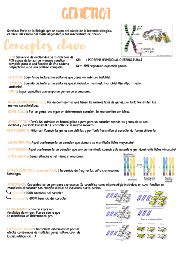 Miniatura del documento T.3.-Genetica.pdf.pdf