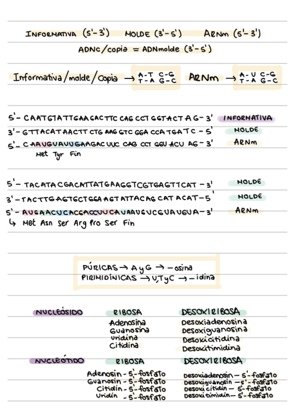 Miniatura del documento Problemas-Acidos-nucleicos.pdf