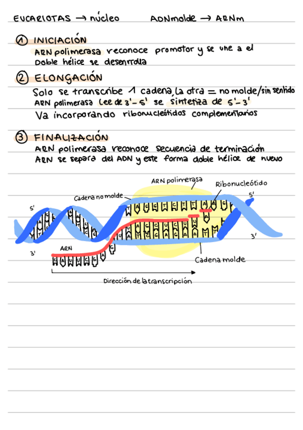 Miniatura del documento Transcripcion.pdf