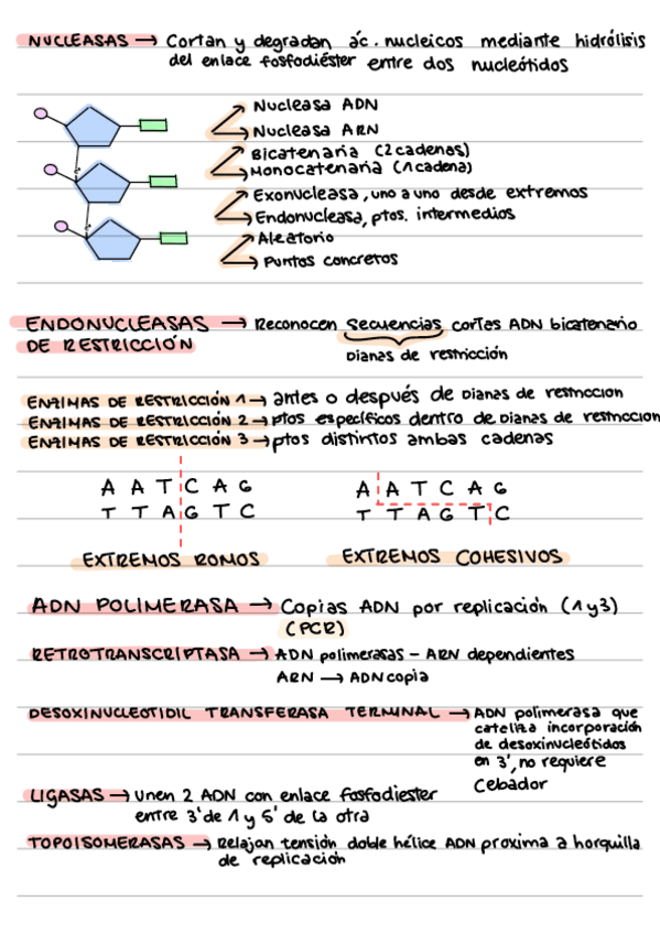 Miniatura del documento Enzimas.pdf