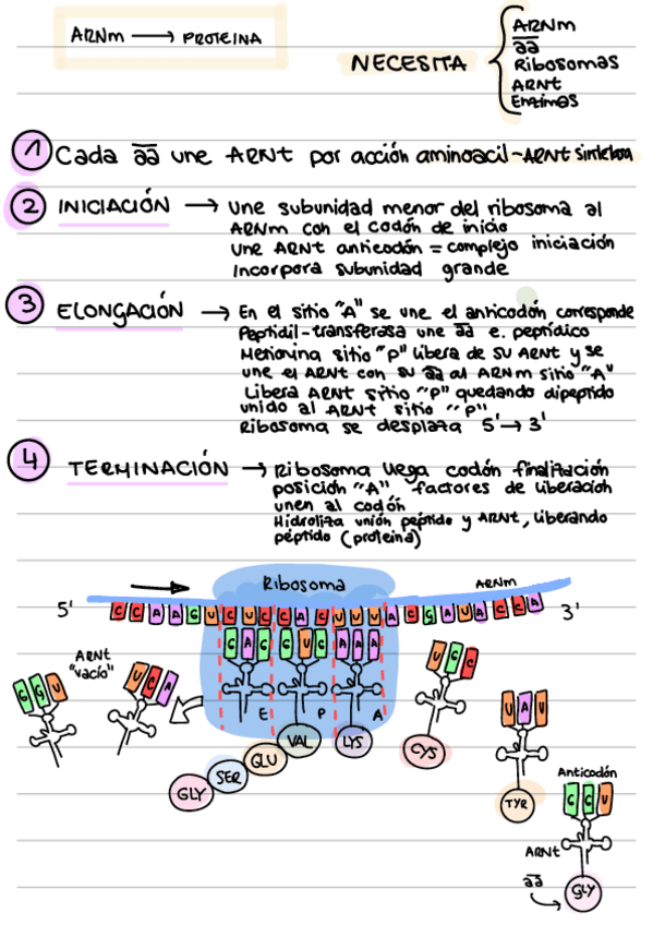 Miniatura del documento Traduccion.pdf