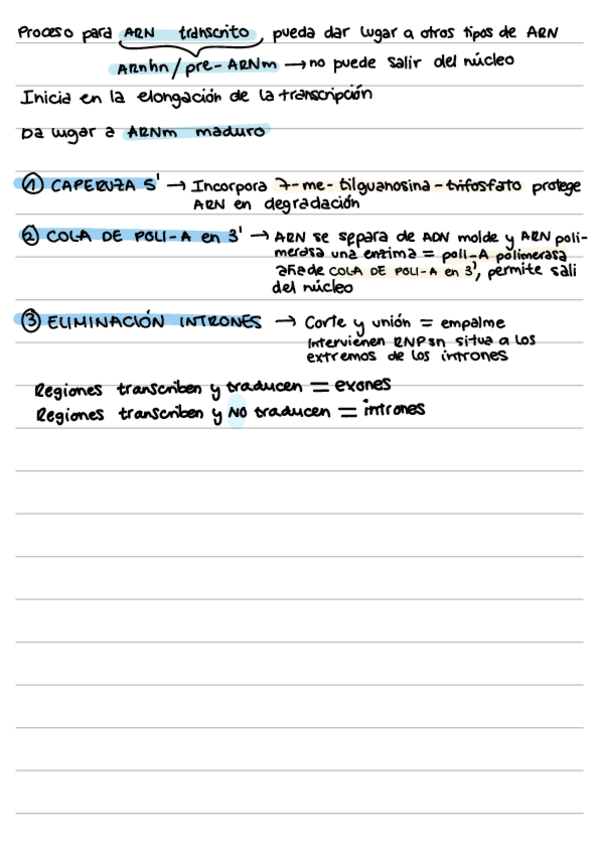 Miniatura del documento Maduracion-ARN.pdf