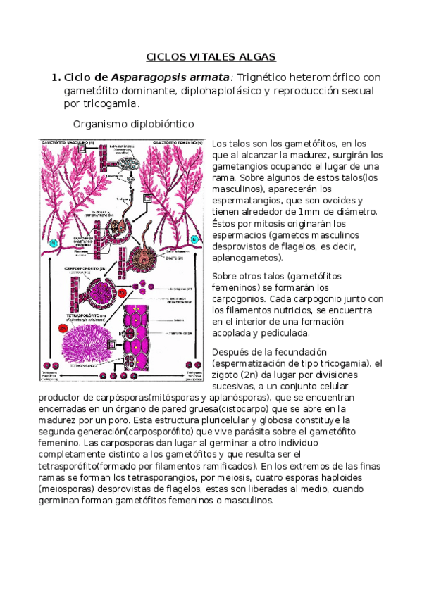 Miniatura del documento CICLOS VITALES 1er PARCIAL ALGAS.docx