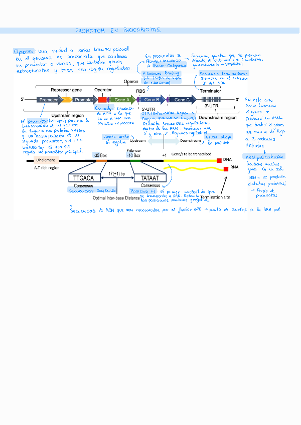 Miniatura del documento Pregunta-de-examen-promotor-en-procariotas.pdf