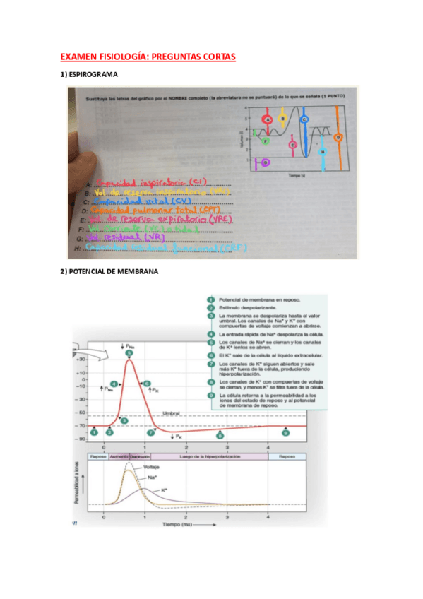 Miniatura del documento Examen fisiología primer parcial preguntas cortas hechas.pdf