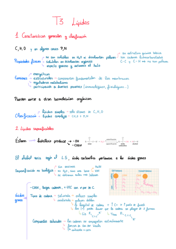 Miniatura del documento T3-lipidos.pdf