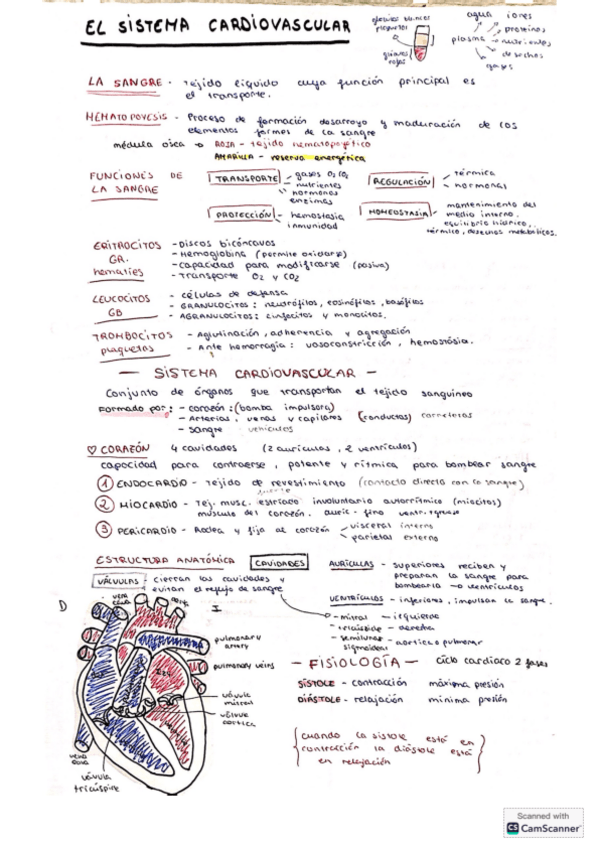 Miniatura del documento Tema-Sist-Cardiovascular-TCAE.pdf