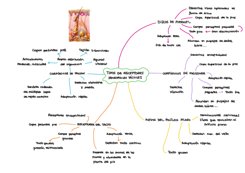 Miniatura del documento Tipos-De-Receptores-Sensoriales-Tactiles.pdf