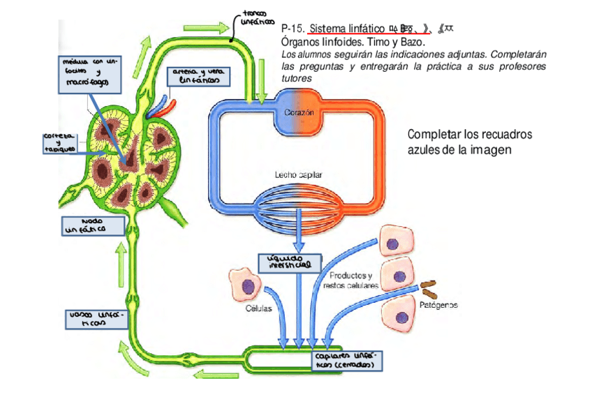 Miniatura del documento Sistema linfático.pdf