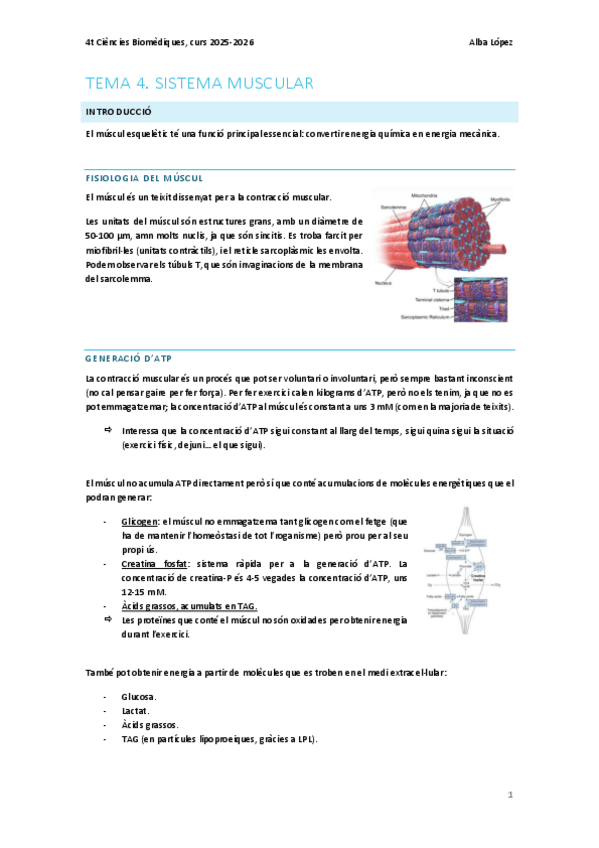 Miniatura del documento Tema-4.-Sistema-muscular.pdf