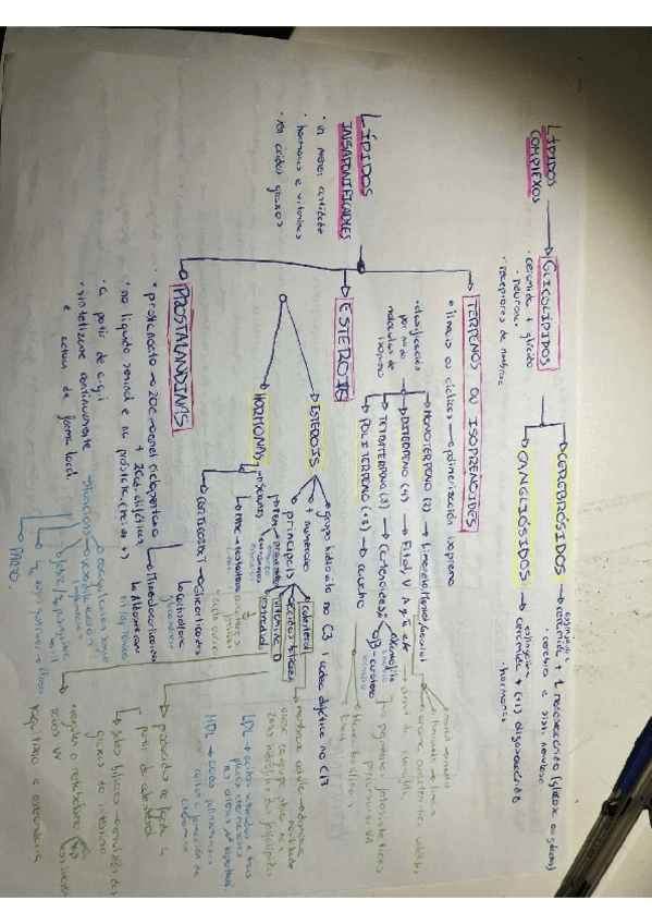 Miniatura del documento LIPIDOS-E-VITAMINAS.pdf
