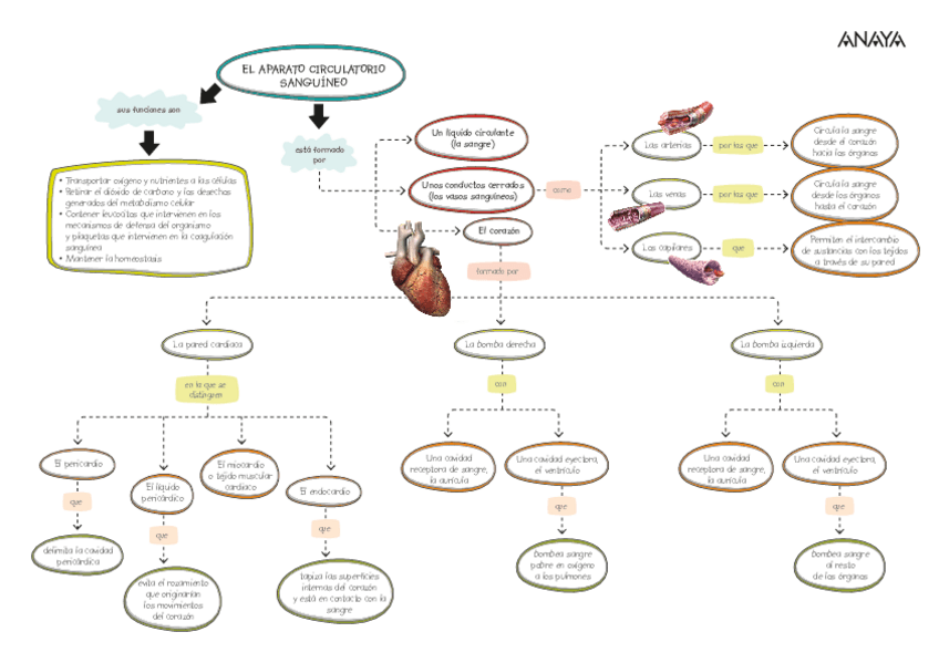Miniatura del documento Sistema-CIRCULATORIO.pdf