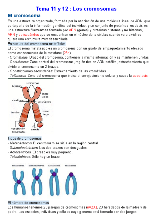 Miniatura del documento Tema-11-Los-cromosomas.pdf