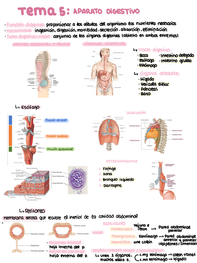 Miniatura del documento Tema-5-anatomia.pdf