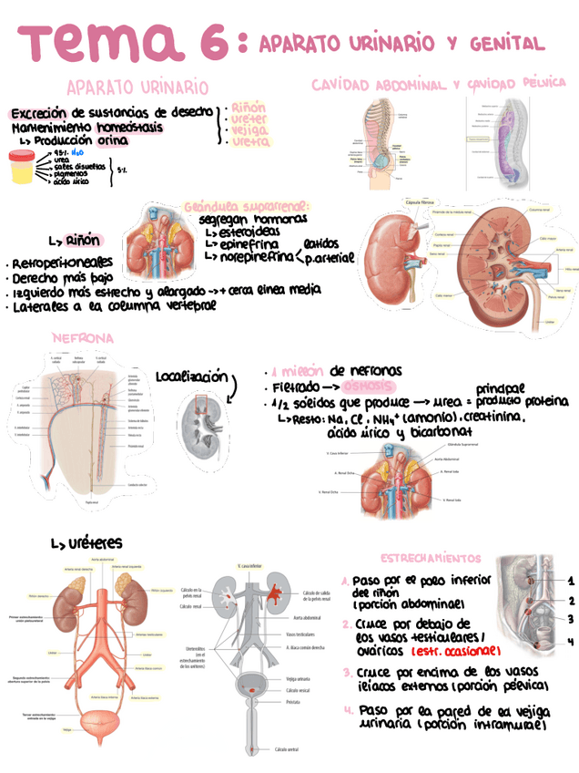 Miniatura del documento Tema-6-anatomia.pdf