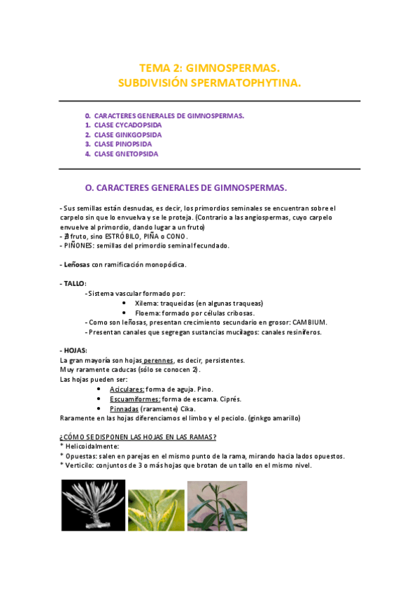 Miniatura del documento Tema 2. GIMNOSPERMAS..pdf