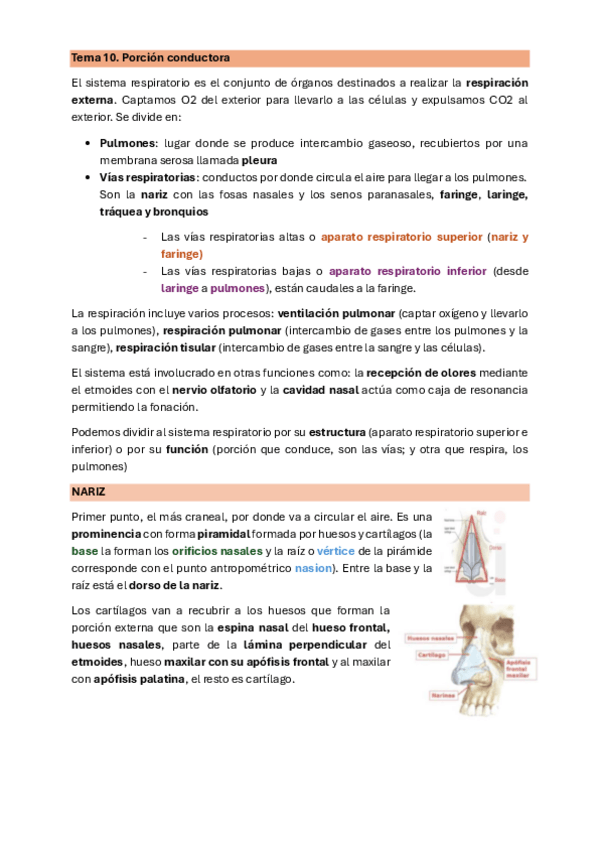 Miniatura del documento TEMA-10.-PORCION-CONDUCTORA.pdf