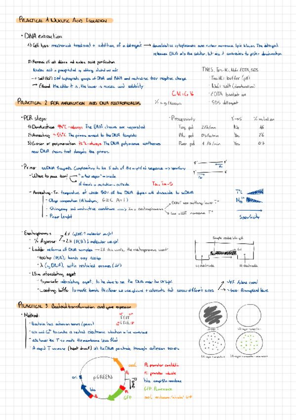 Miniatura del documento Practiques-genetica-molecular.pdf