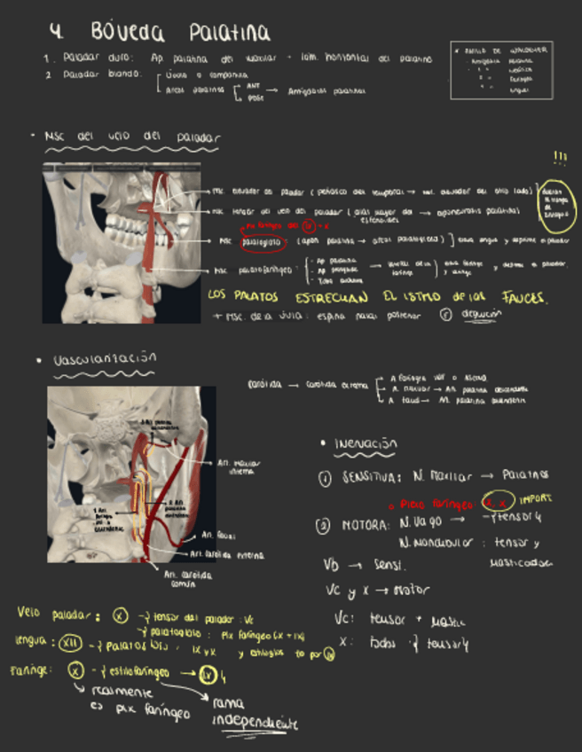 Miniatura del documento 4.-Musculos-Del-Velo-Del-Paladar.pdf