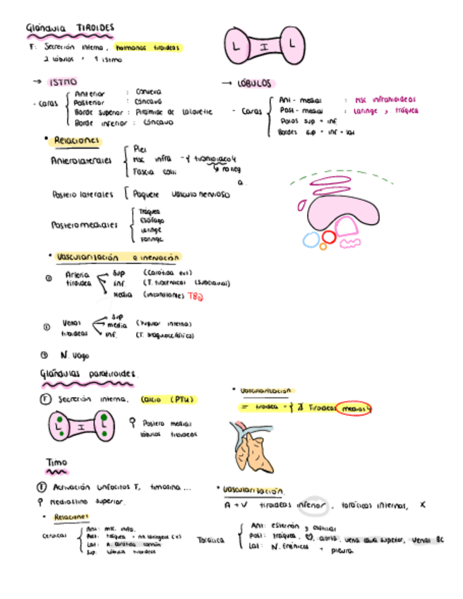 Miniatura del documento 16.-Glandula-paratiroides-Tiroides-Y-Timo.pdf