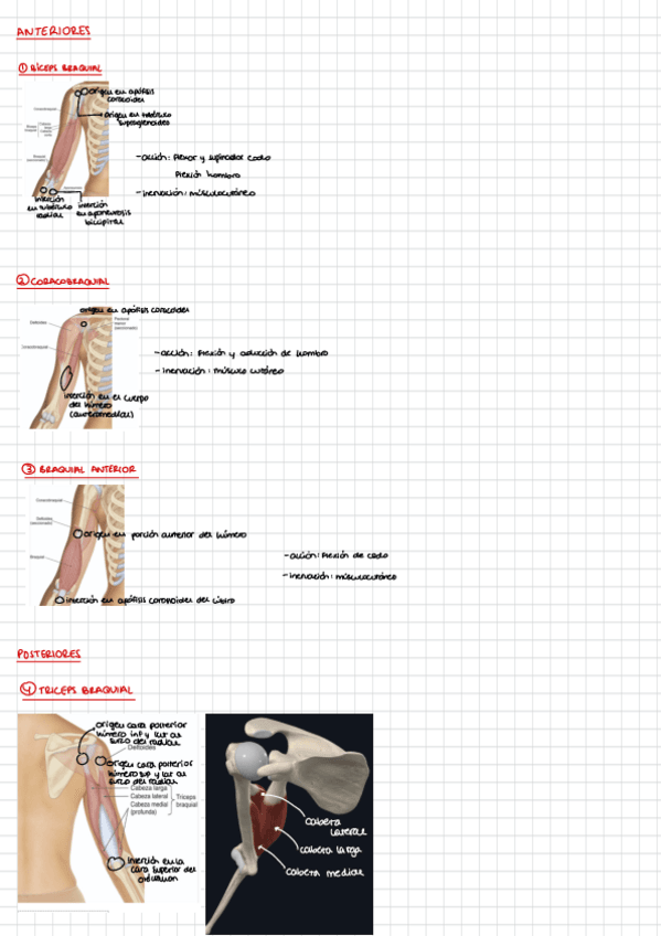 Miniatura del documento Musculos-Del-Brazo.pdf