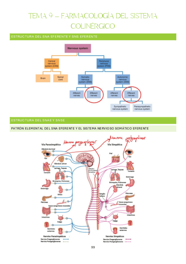 Miniatura del documento Tema-9-Farmacologia-Clinica.pdf