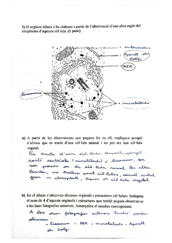 Miniatura del documento activitats-cellula-eucariotaPAU.pdf