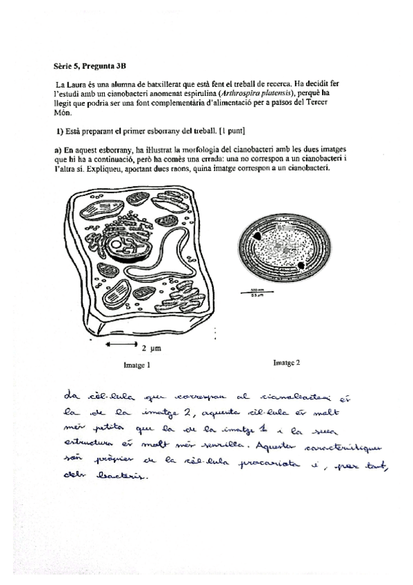 Miniatura del documento acts-cellula-eucariotaPAU.pdf