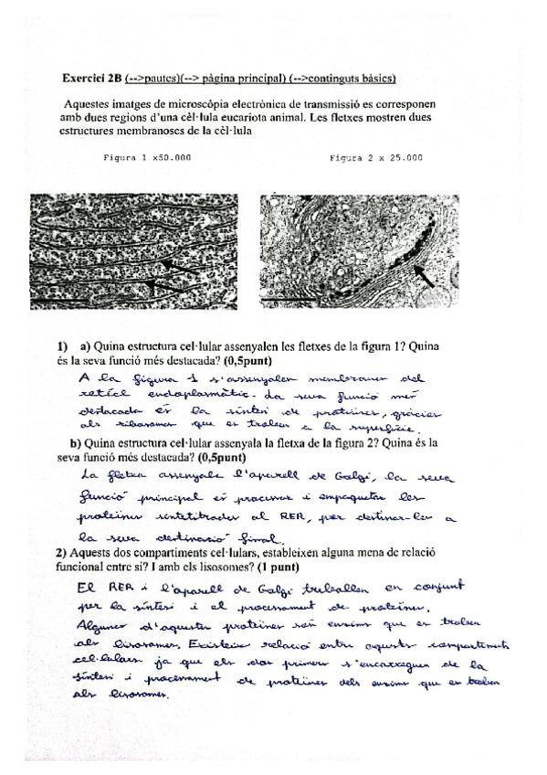 Miniatura del documento acts-cellula-eucariotaPAU.pdf