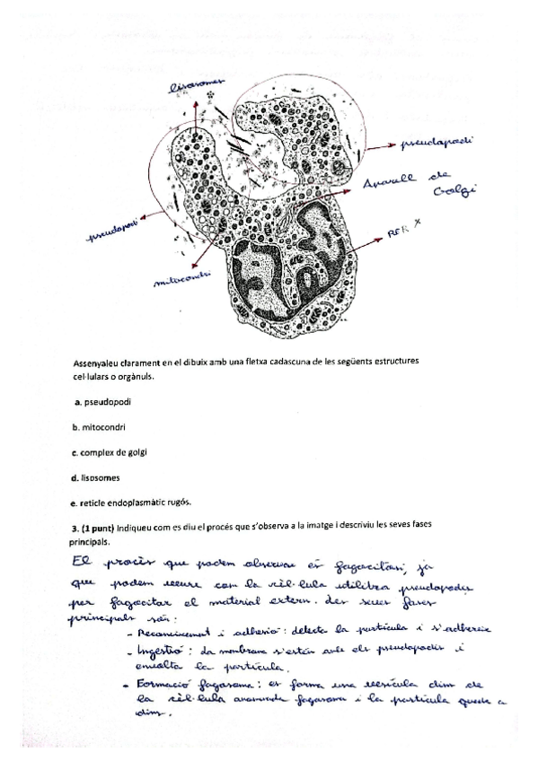 Miniatura del documento acts-CelLula-eucariotatipo-PAU.pdf