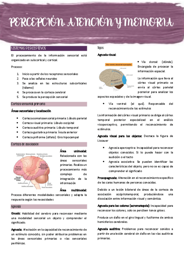 Miniatura del documento TEMA-2.-PERCEPCION-ATENCION-Y-MEMORIA.pdf