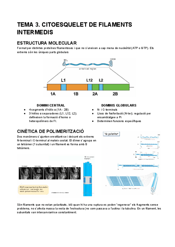 Miniatura del documento TEMA-3.-CITOESQUELET-DE-FILAMENTS-INTERMEDIS.pdf