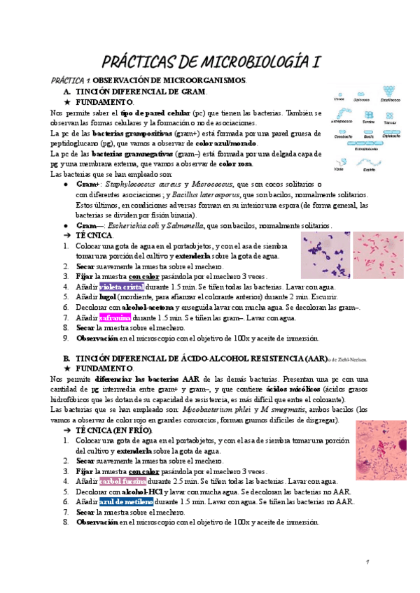 Miniatura del documento PRACTICAS-DE-MICROBIOLOGIA.pdf