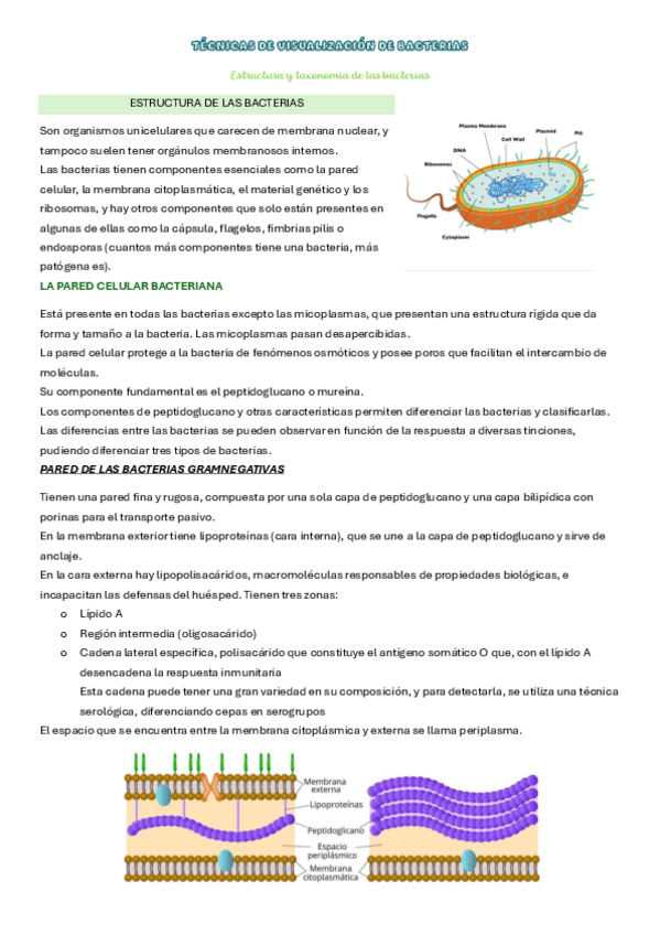 Miniatura del documento TACNICAS-DE-VISUALIZACION-DE-BACTERIAS.pdf