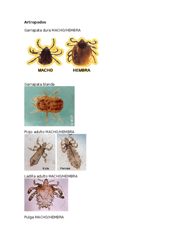 Miniatura del documento Para.docx