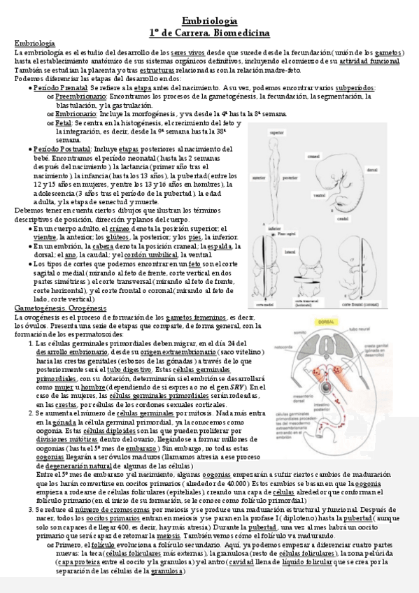 Miniatura del documento Temario Embriología.pdf