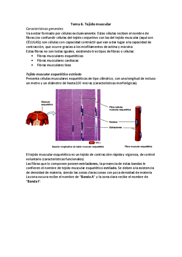 Miniatura del documento Tejido muscular.pdf