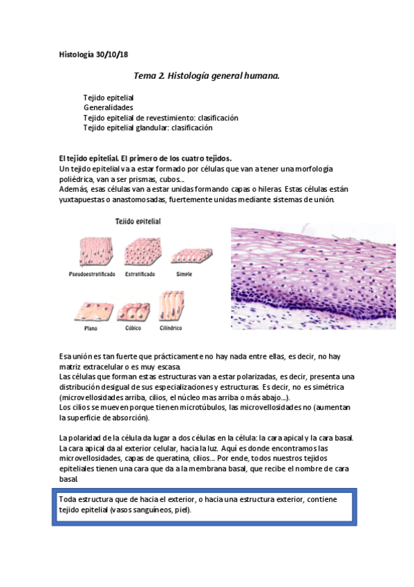 Miniatura del documento Tejido epitelial.pdf