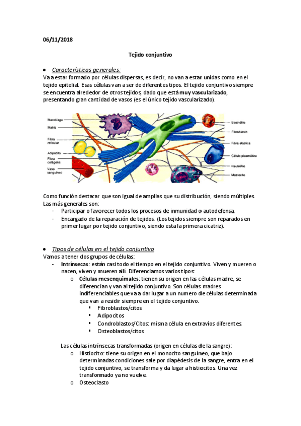 Miniatura del documento Tejido conjuntivo.pdf