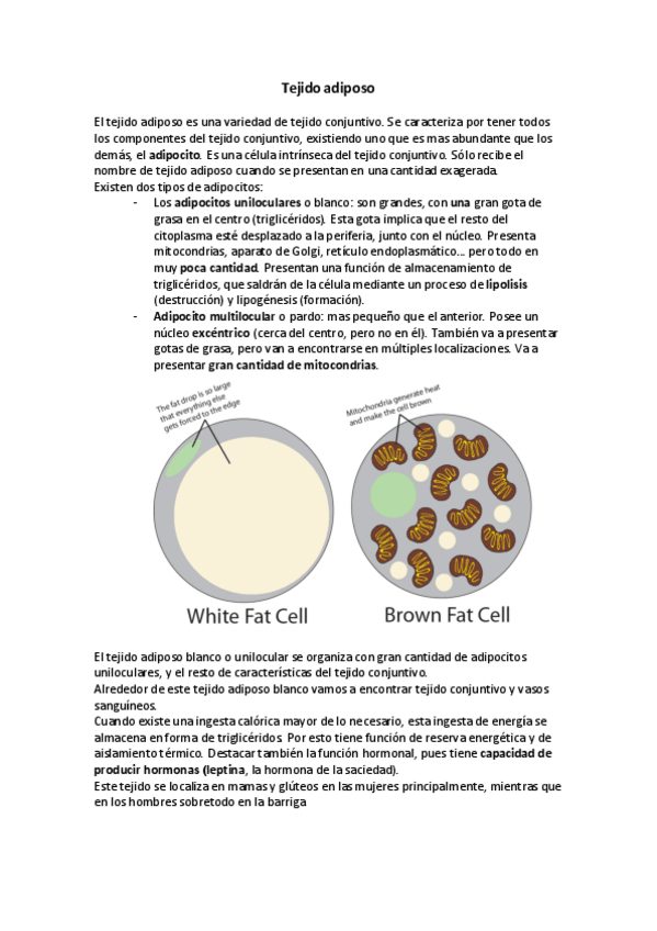 Miniatura del documento Tejido adiposo.pdf