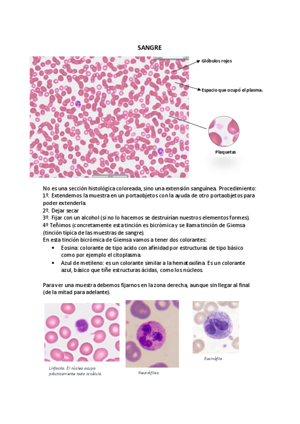 Miniatura del documento Practicas 2 histologia.pdf